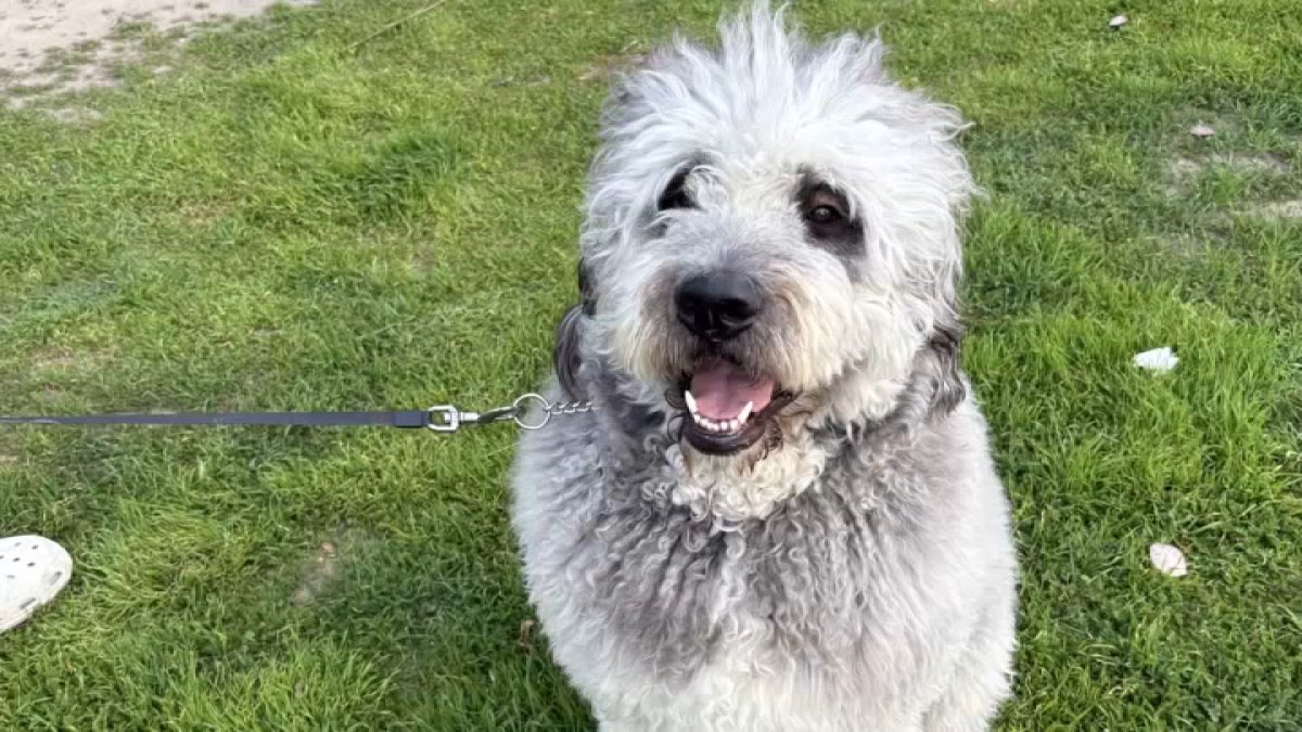 Man grieves family dog shot by LAPD officers in Canoga Park – NBC Los Angeles