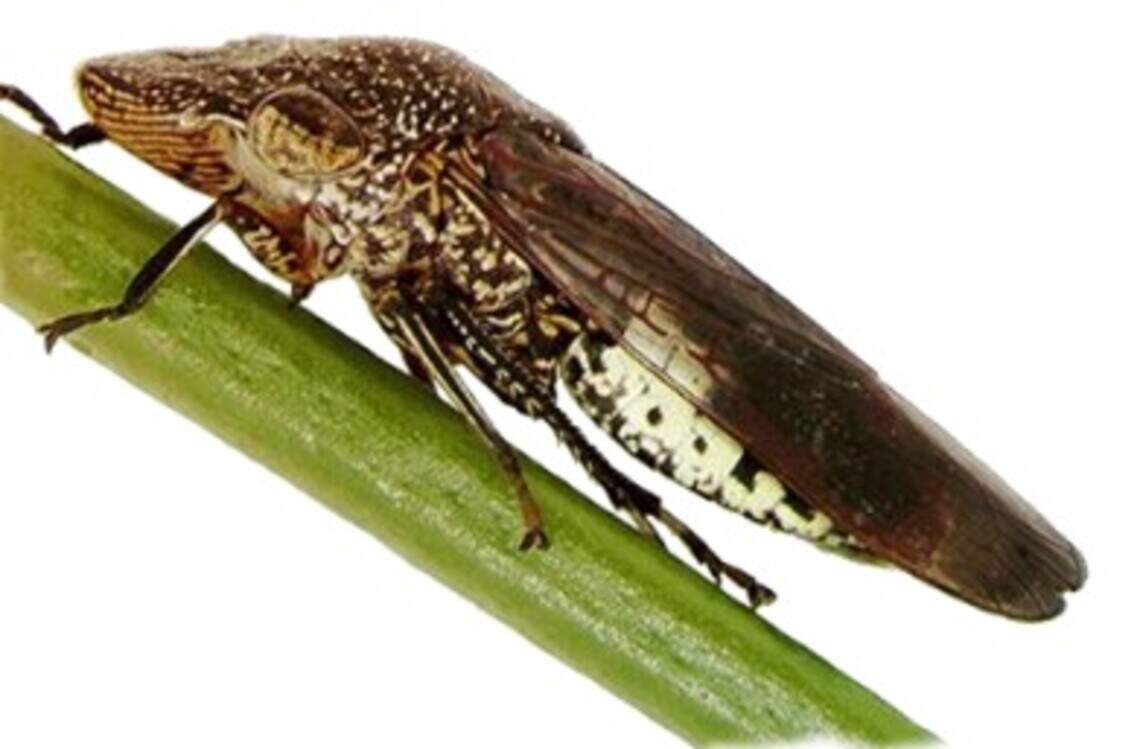 California Costcos receive more shipments with invasive pest