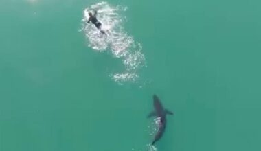 Terrifying moment massive shark circles surfer off California beach