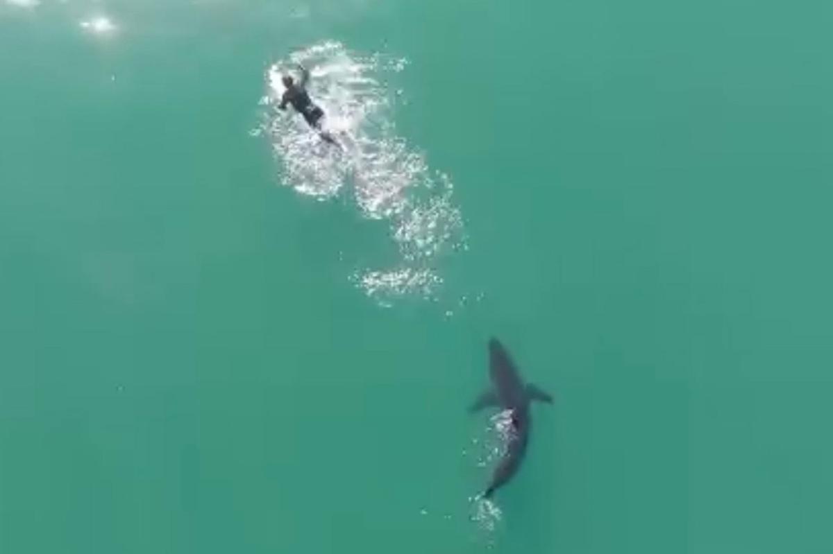 Terrifying moment massive shark circles surfer off California beach