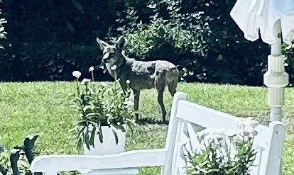 Coyotes reported across La Jolla, including some with ‘aggressive’ behavior – San Diego Union-Tribune