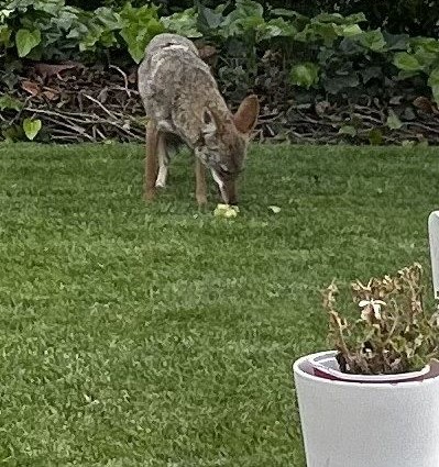 A coyote dines on an avocado that fell on the lawn in a La Jolla backyard in early 2026. (Kraig Kristofferson)