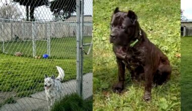 Oakland dog found in animal sanctuary’s mass grave: search warrant
