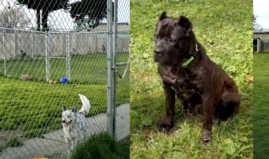 Oakland dog found in animal sanctuary’s mass grave: search warrant