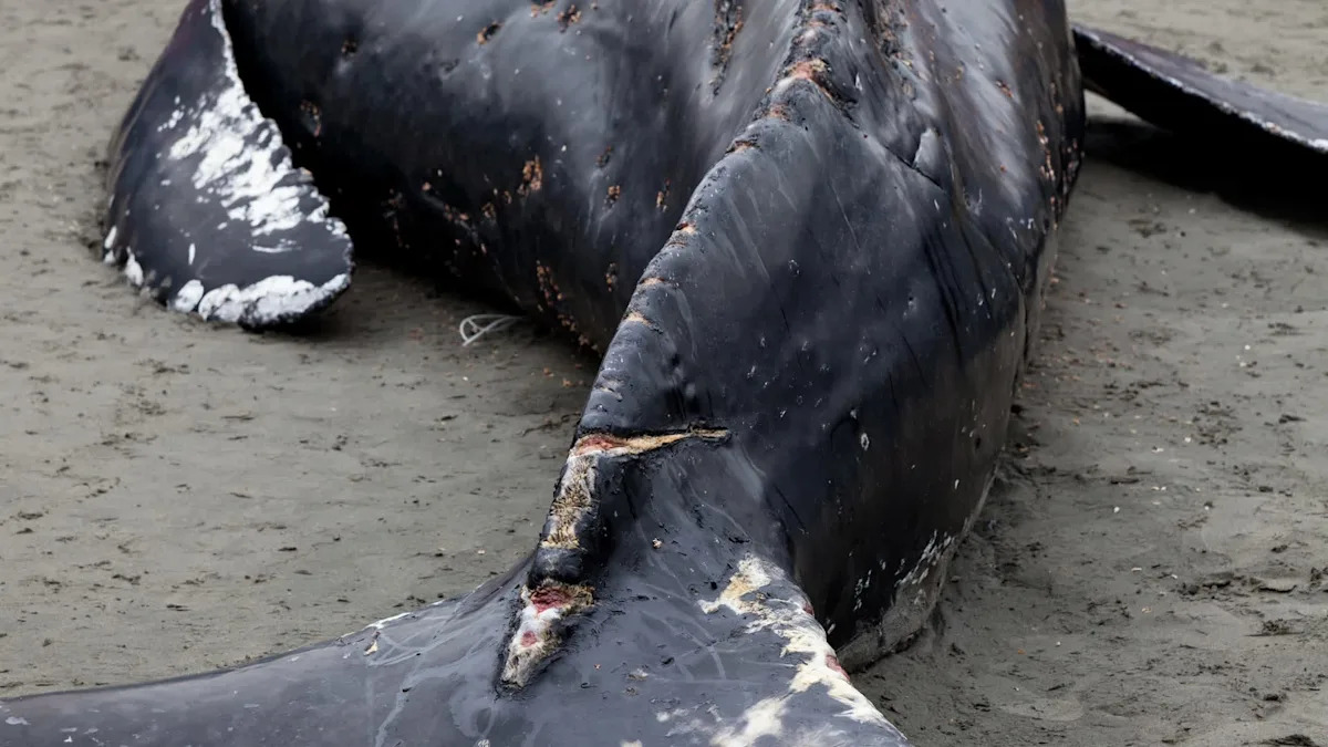 Popular California beach temporarily closes after dead humpback whale draws crowds, sparks shark warnings