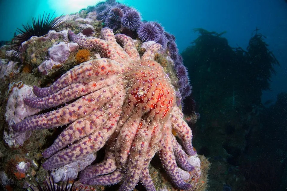 A giant sunflower sea star walks across the reef underwater in Point Dume State Beach, California. Once thought to be lost, scientists have found sunflower sea stars in Northern California waters (California Ocean Protection Council)