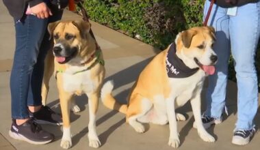 Participating animal shelters waiving adoption fees in SoCal – NBC Los Angeles