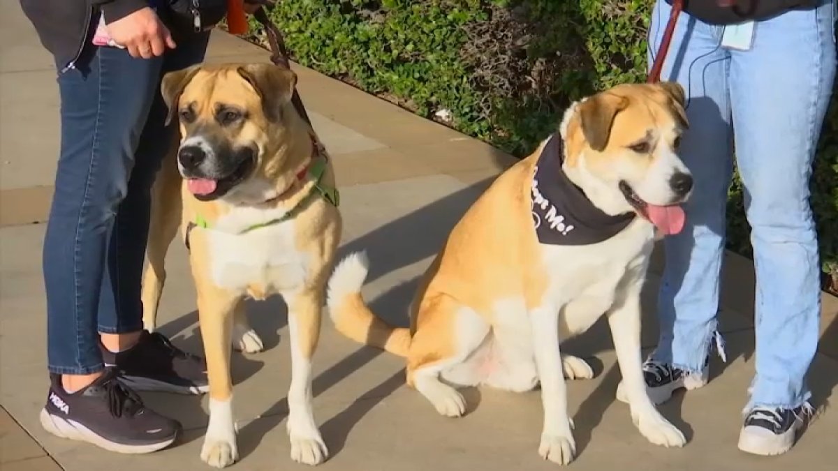 Participating animal shelters waiving adoption fees in SoCal – NBC Los Angeles