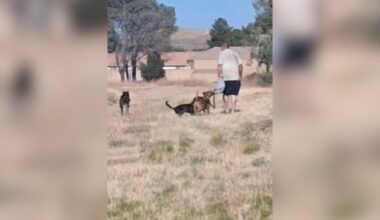 Boy drowns after dog attack in Kern County, police say – NBC Los Angeles