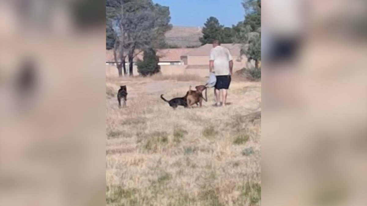 Boy drowns after dog attack in Kern County, police say – NBC Los Angeles
