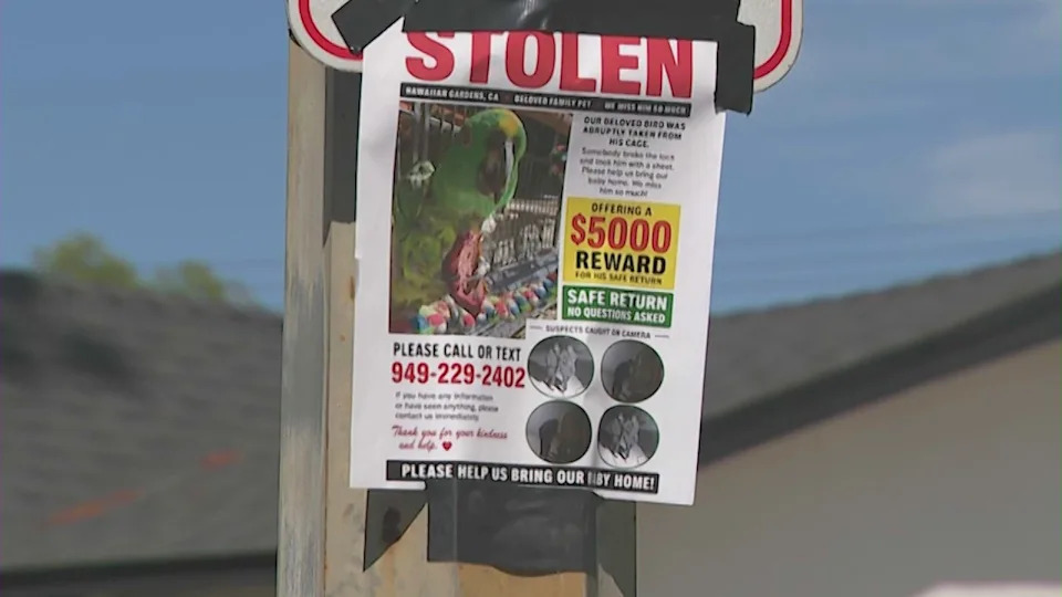 Flyers posted about Harley, a 30-year-old Yellow-naped Amazon parrot, who was stolen by thieves from his Long Beach home on June 5, 2026. (KTLA)
