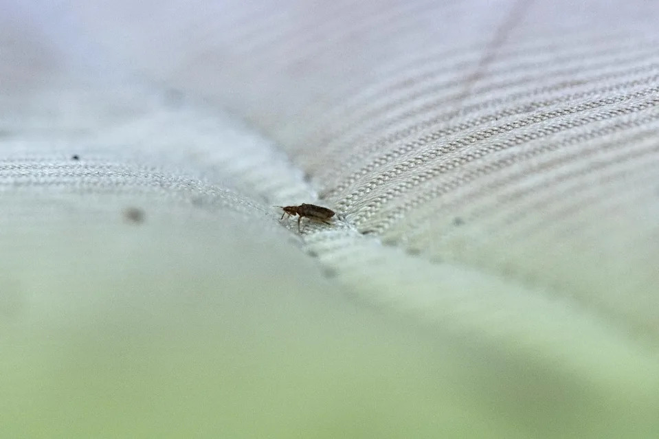 Bedbugs are small, flat insects that typically hide in dark cracks and crevices and bite people and animals, feeding off their blood. AFP via Getty Images