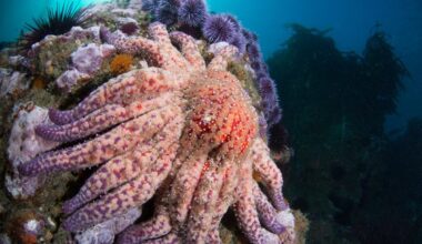 Wacky ocean species thought lost 10 years ago rediscovered off California coast