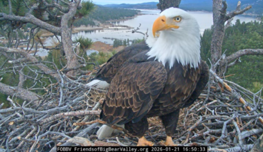 Petition pushing to cancel July 4 fireworks for beloved eagles – NBC Los Angeles