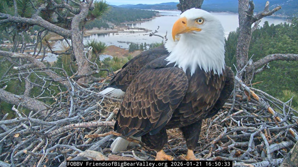 Petition pushing to cancel July 4 fireworks for beloved eagles – NBC Los Angeles