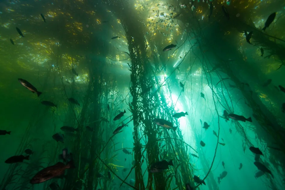 A kelp forest is seen off the coast of California. Kelp forests are critical homes for hundreds of species (Chad King/Monterey Bay National Marine Sanctuary/NOAA.)