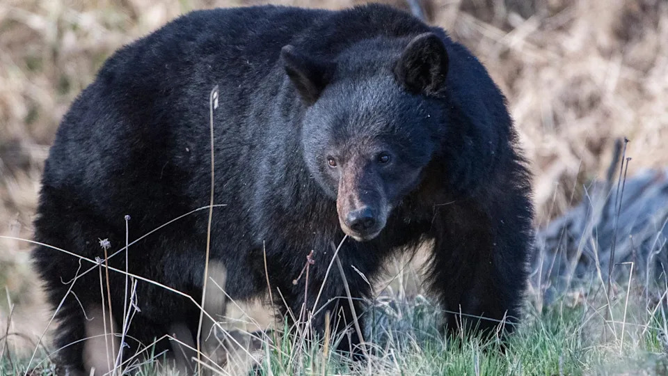 A black bear foraging near a stream in Yellowstone National Park Wyoming