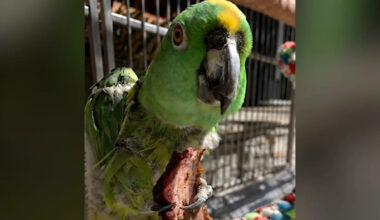 Family offers $5,000 reward after thieves steal 30-year-old pet parrot from Long Beach home
