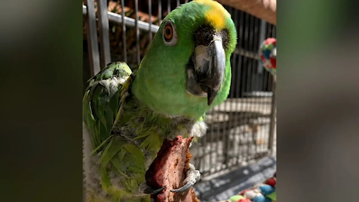 Family offers $5,000 reward after thieves steal 30-year-old pet parrot from Long Beach home