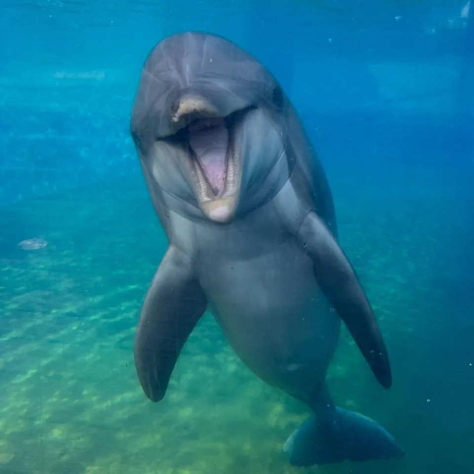 Dottie was 39, first born at SeaWorld Orlando before she was taken to SeaWorld San Diego. SeaWorld San Diego
