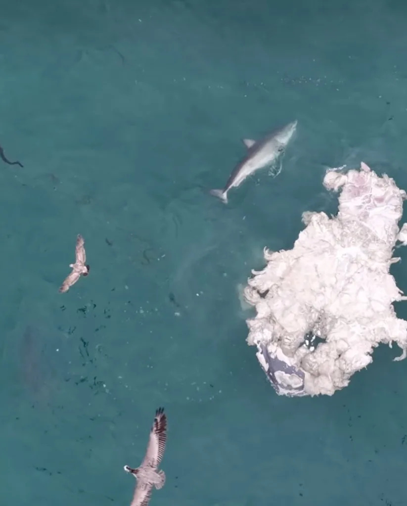 The area is known as a natural habitat for the great white’s. Instagram/@drone_guy650