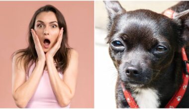 San Diego woman rescues dog and is shocked when she hears Spanish for the first time