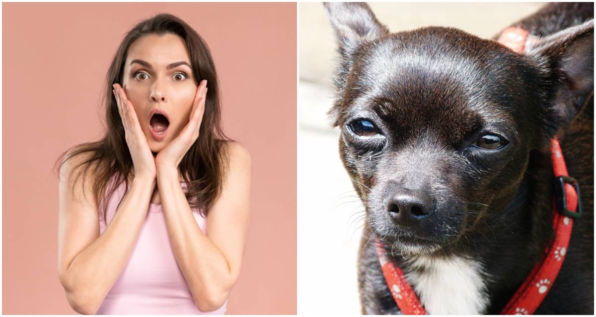 San Diego woman rescues dog and is shocked when she hears Spanish for the first time