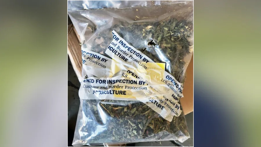 Also known as Abyssinian tea and African salad, khat is typically grown in East Africa and the Arabian Peninsula. The drug can also be boiled to create a stimulant tea.