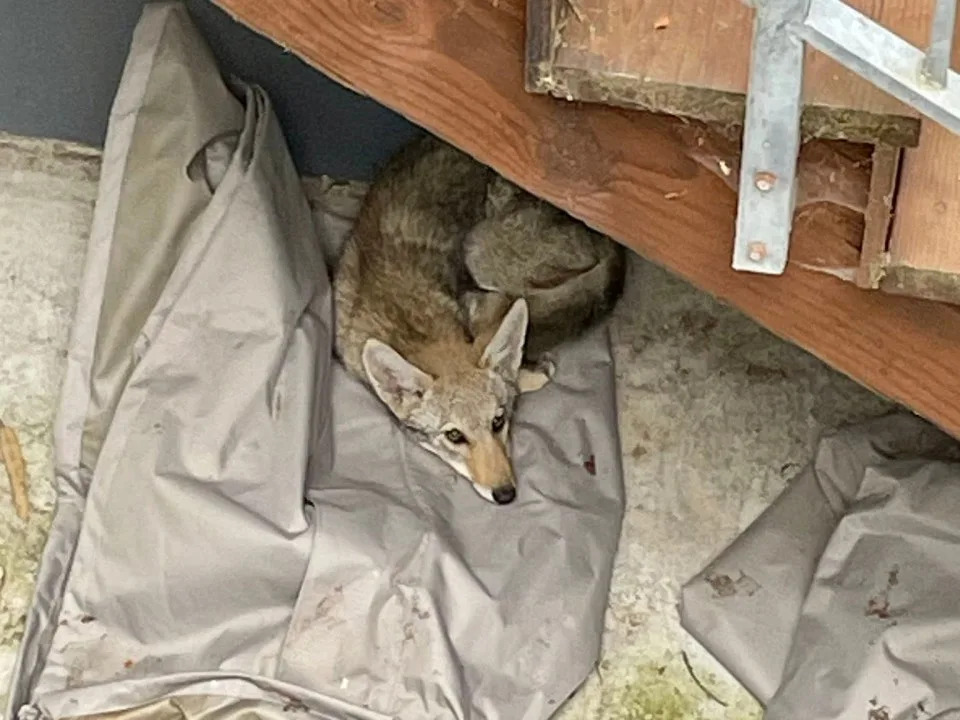 (Photo: San Francisco Animal Care and Control)