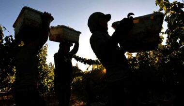 Half of this year's college scholarships for California vineyard worker children go to North Coast students