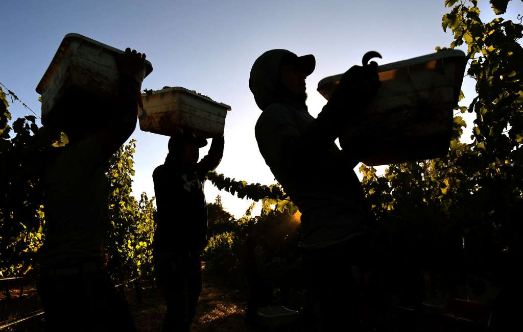 Half of this year's college scholarships for California vineyard worker children go to North Coast students