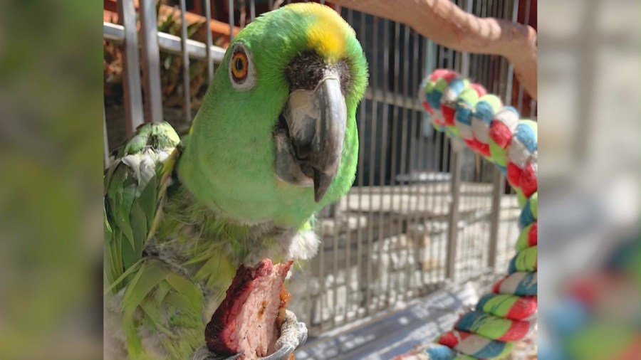 Family’s beloved parrot stolen by thieves in Long Beach