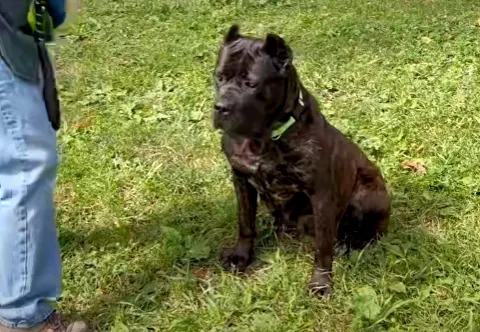 Zora waits patiently for a dog treat at Oakland Animal Services in March 2026. (Photo via OAS)