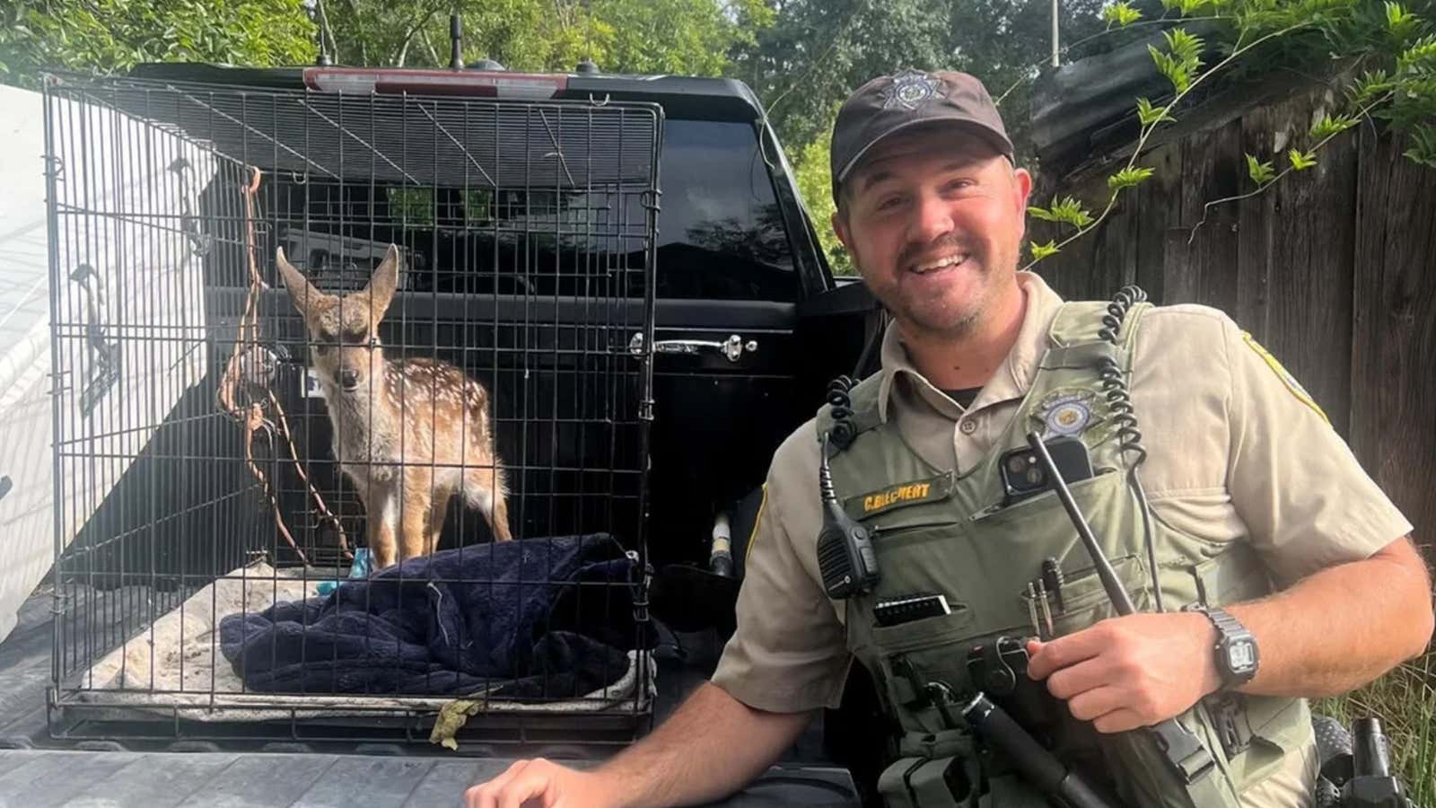 a fawn in a cage.
