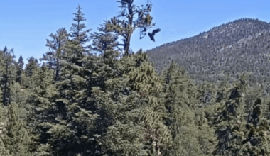 Big Bear bald eaglet has ‘accidental fledge,’ then takes off – NBC Los Angeles