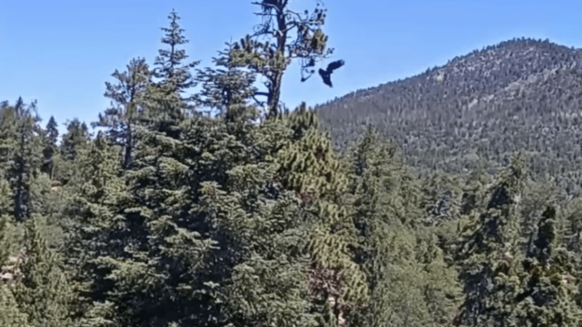 Big Bear bald eaglet has ‘accidental fledge,’ then takes off – NBC Los Angeles