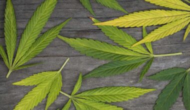 Sacramento city leaders to take next step in opening cannabis lounges