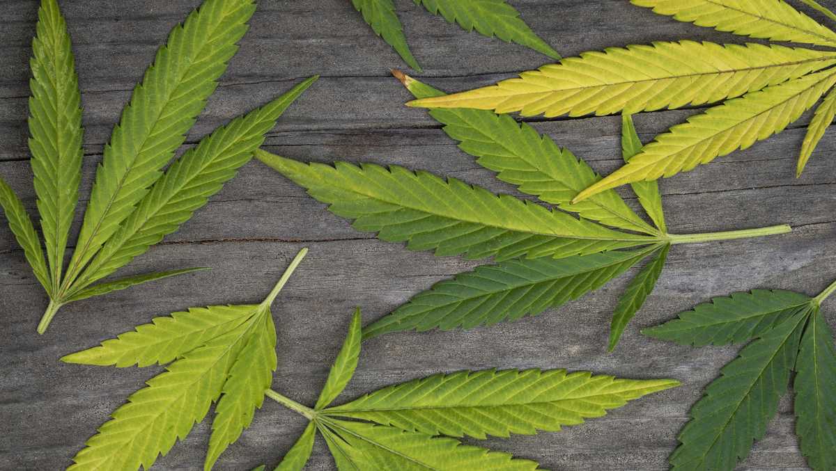 Sacramento city leaders to take next step in opening cannabis lounges