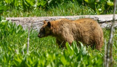 California man hits bear with hatchet in fight that injured 2 people, dogs