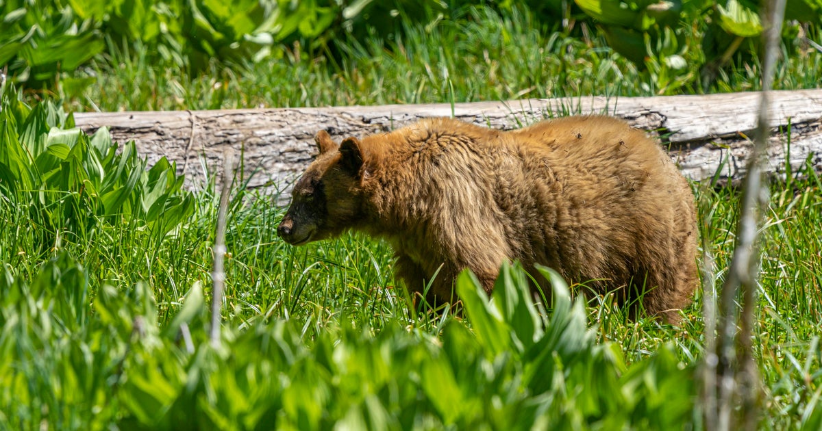 California man hits bear with hatchet in fight that injured 2 people, dogs