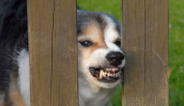 This Bay Area city is one of the top for dog attacks on mail carriers