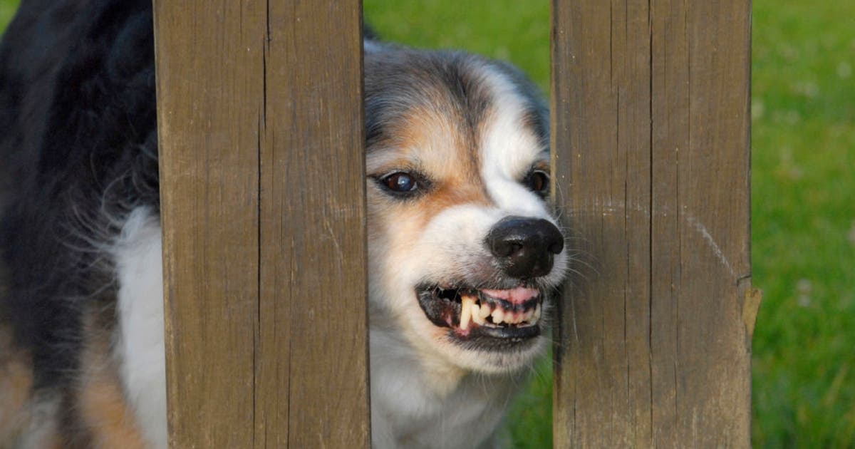 This Bay Area city is one of the top for dog attacks on mail carriers