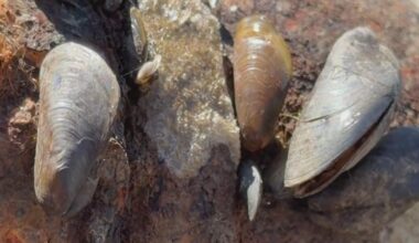 Invasive golden mussels confirmed in Port of West Sacramento for first time