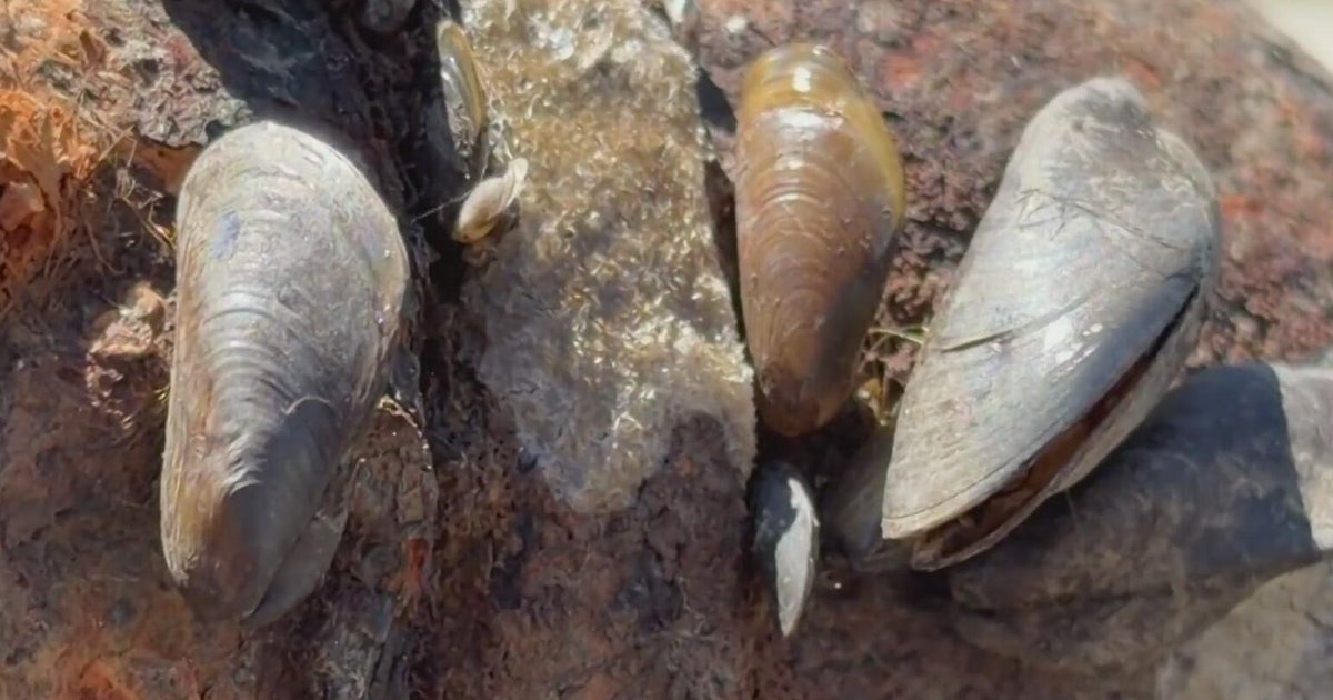 Invasive golden mussels confirmed in Port of West Sacramento for first time
