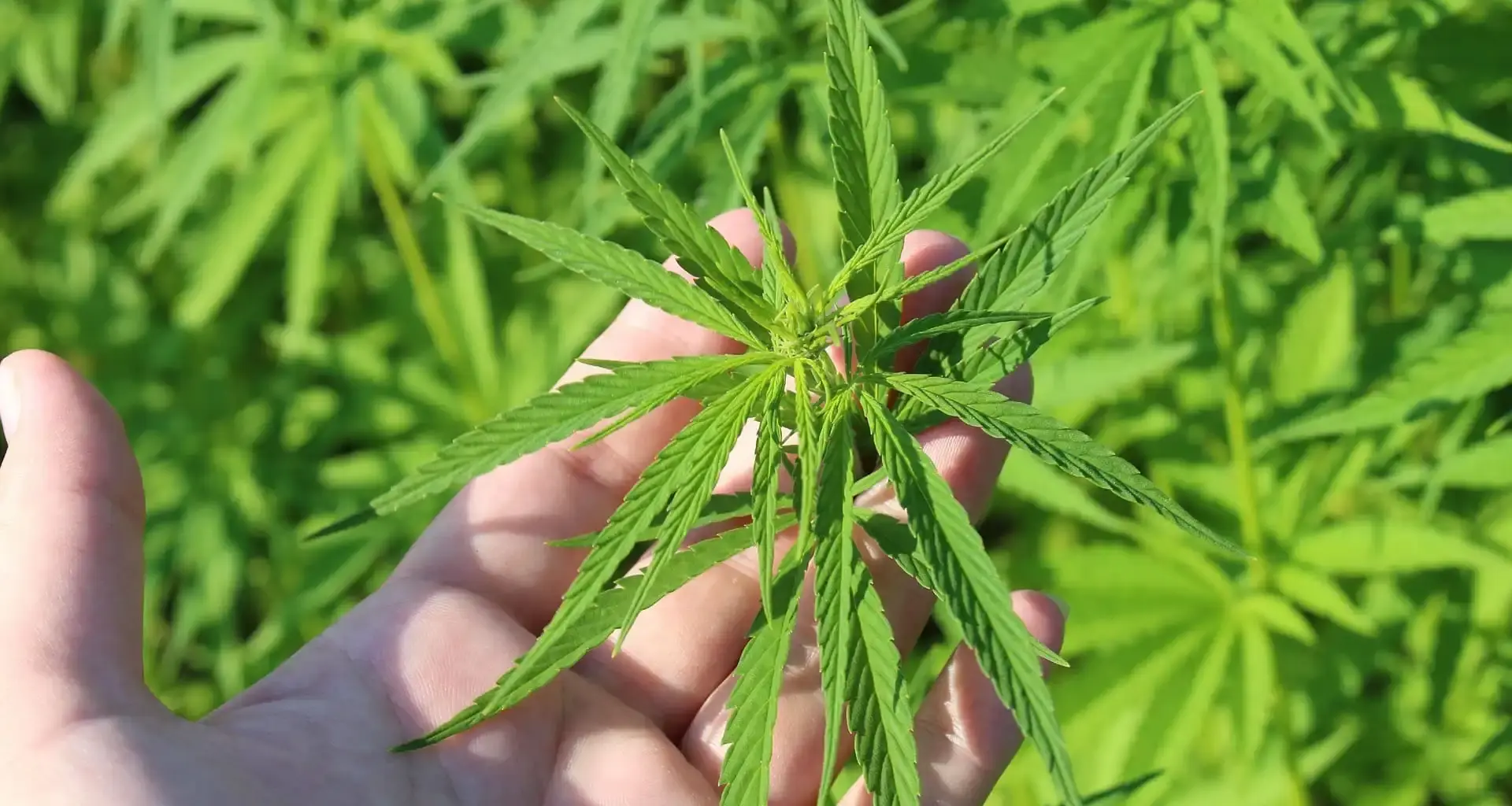 California GOP Senator Suggests Putting Marijuana Back On The Ballot To 'Reverse' Legalization