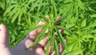California GOP Senator Suggests Putting Marijuana Back On The Ballot To 'Reverse' Legalization