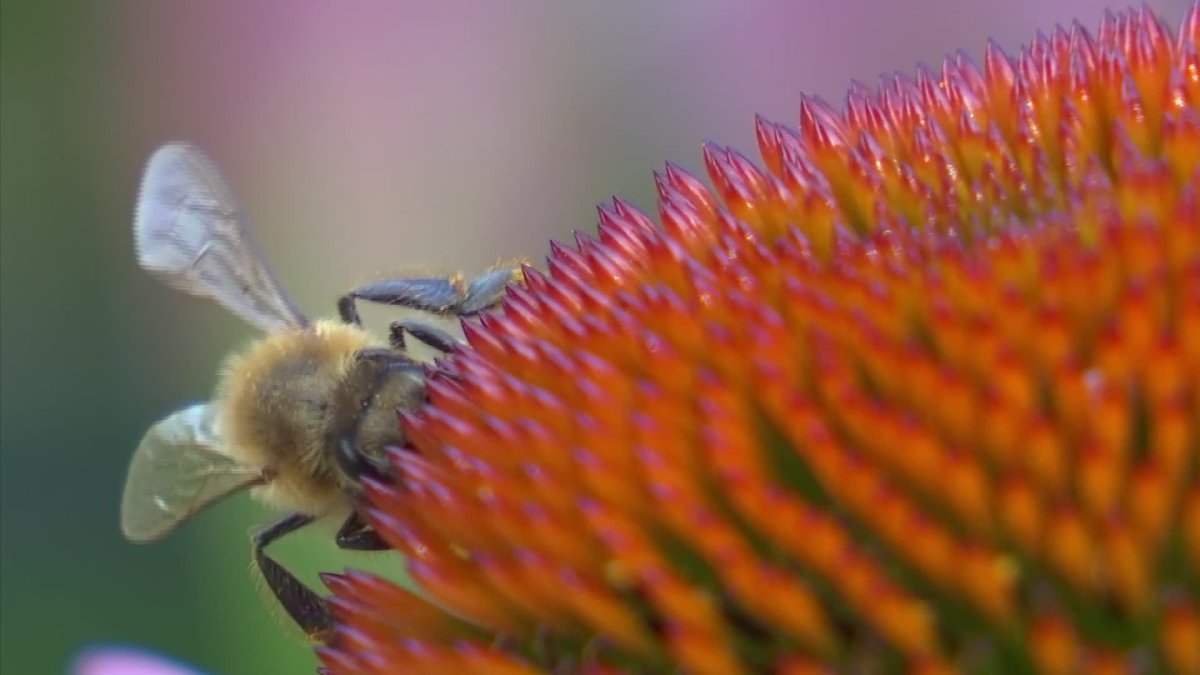 91-year-old man dies after bees swarm in West Covina backyard – NBC Los Angeles