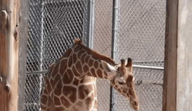 Two-Year-Old Giraffe Takes First Steps in New Oakland Zoo Habitat