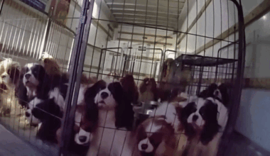 33 Neglected Dogs Rescued From U-Haul Truck, SUV in California