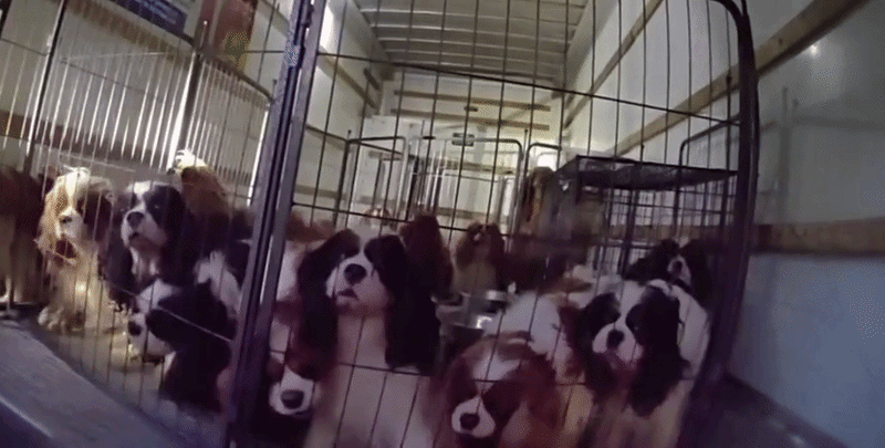 33 Neglected Dogs Rescued From U-Haul Truck, SUV in California